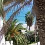 Il y a 1200 variétés de palmiers en Espagne